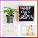 Letter Board Display Message Board Home Deco