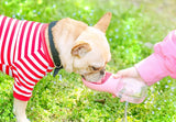Outdoor water Portable Pet Water Bottle Pets Travel Drinking Bottle