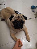Electric Pet Nail Grinder Nail Buffer USB Charging Low Noise Painless Dog Nail Trimmer