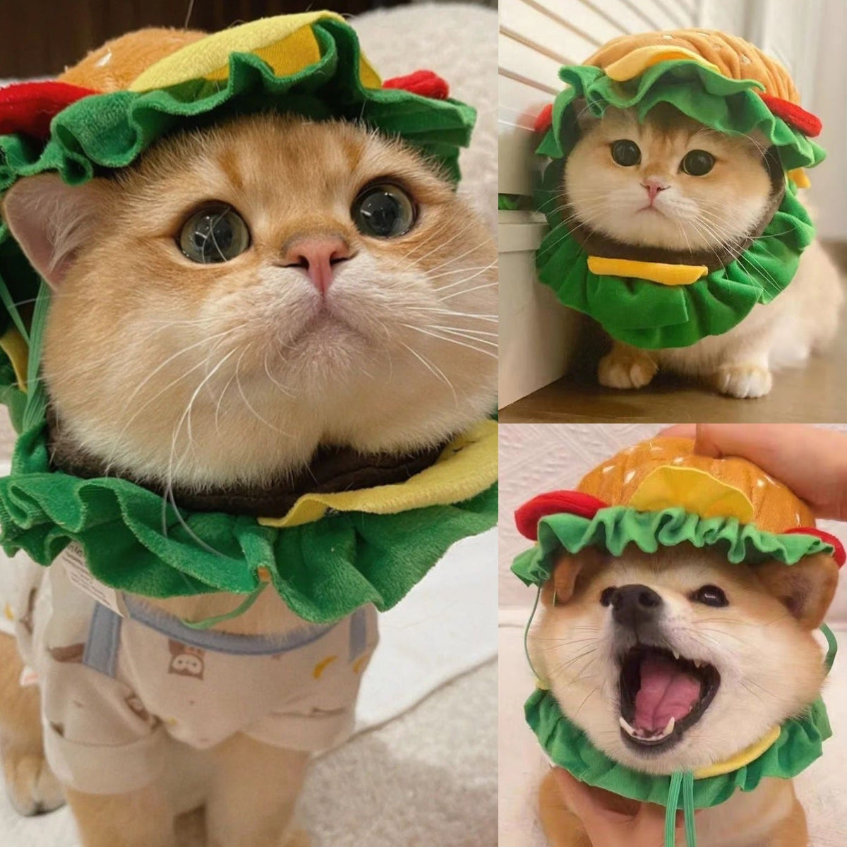 Pet's
