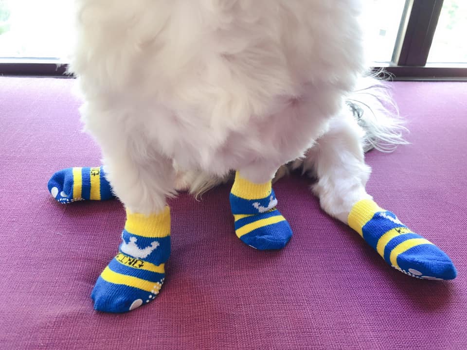Dog Socks Medical Socks Cat Socks Non-slip Pet Socks